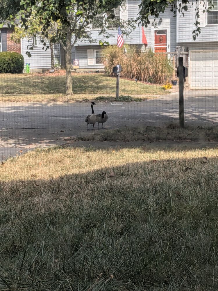 2 Canadian geese stand menacingly at the end of a driveway.