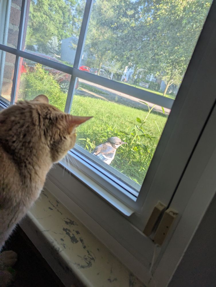 An orange cat stares menacingly at a juvenile bluejay.
