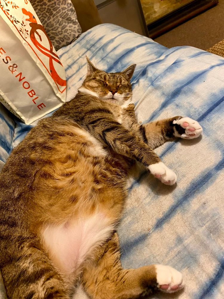 Fat tabby cat laying on her side. She rests on a blue and white couch. There's a Barnes & Noble bag behind her.