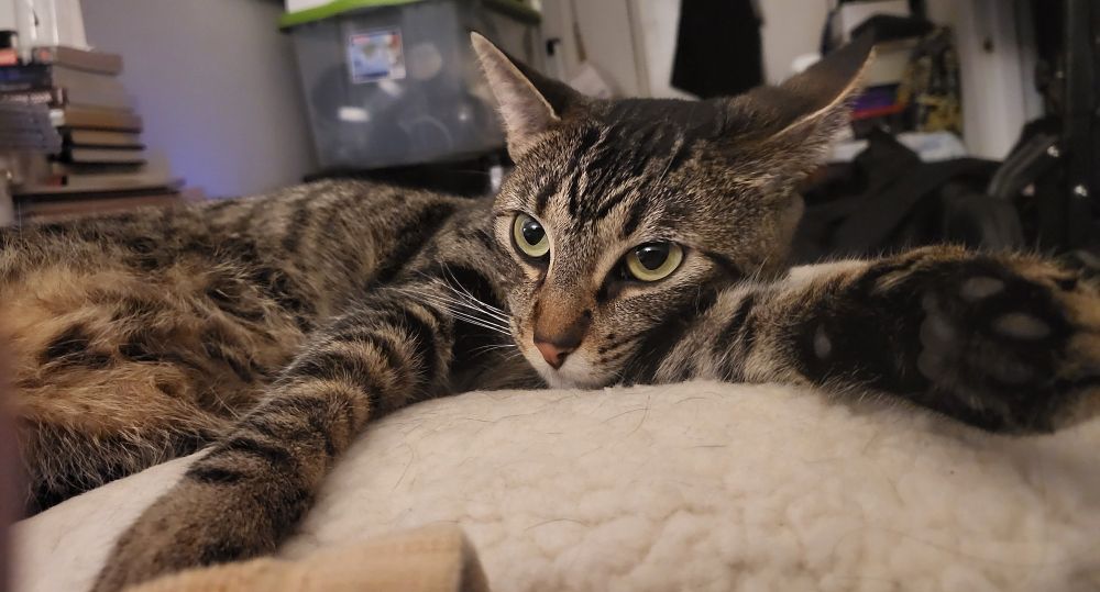 Lounging tabby cat