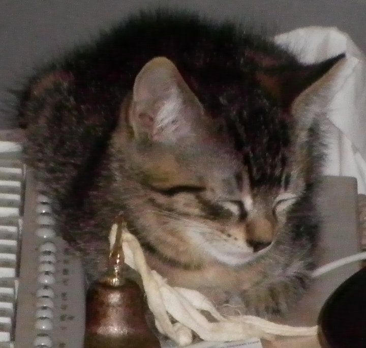 Jamie, grey tabby kitten.