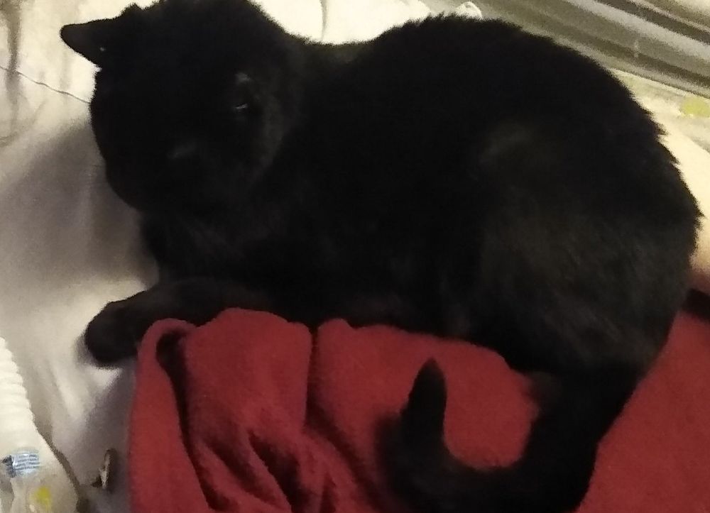 Mr. Kitty, black short-haired cat.