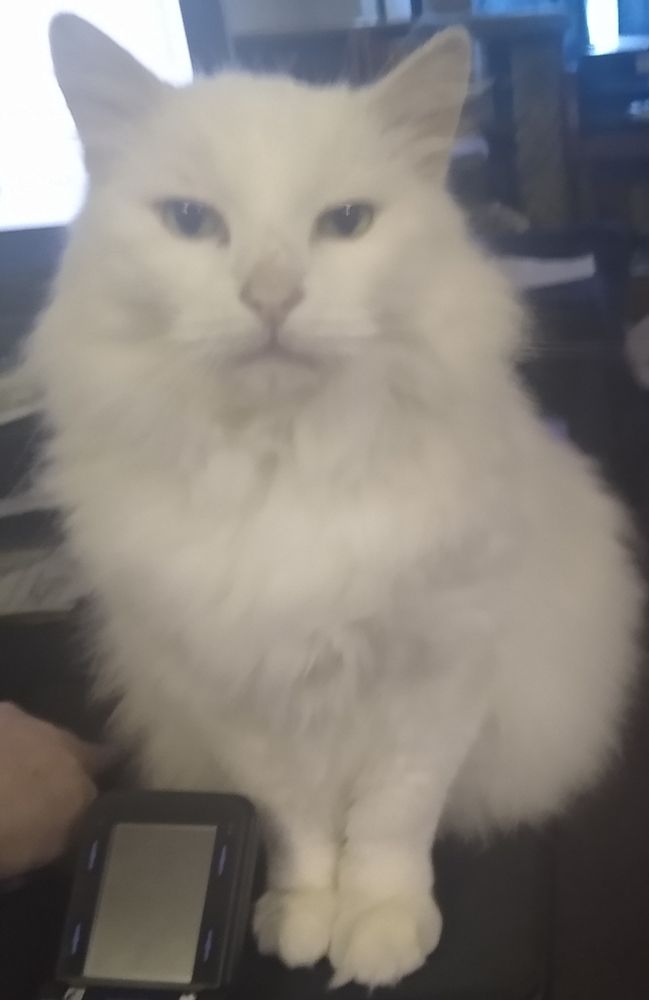 Mercy, white long-haired cat.