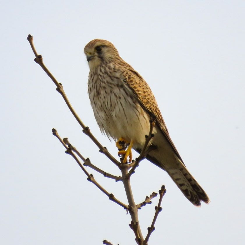 A kestrel perched on a branch