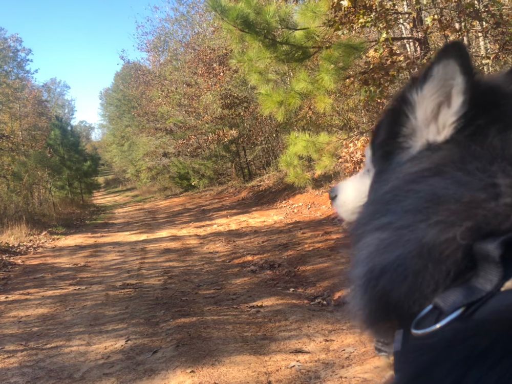 Gaia ( malamute ) viewing a large opening in a forest path 