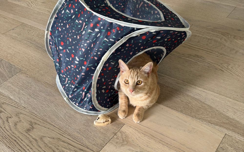 Orange cat sitting in a blue cat house