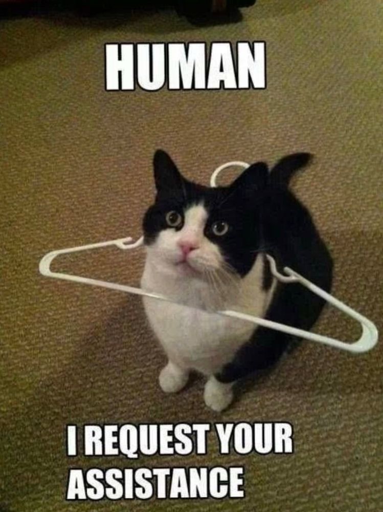 Cat with hanger around it’s neck with the text “human I request your assistance”