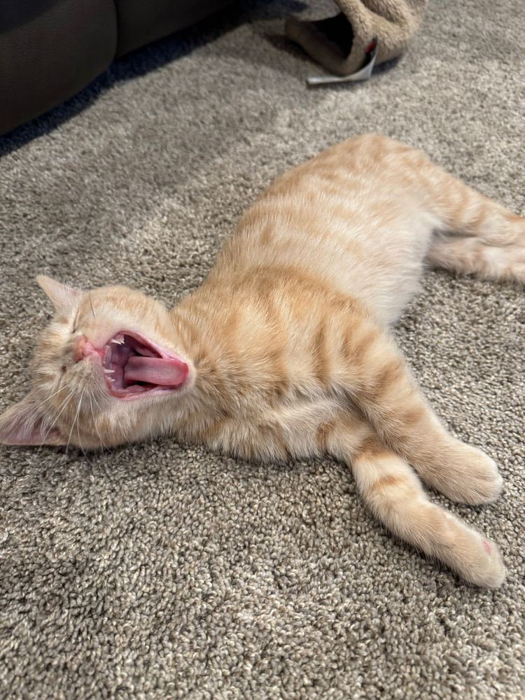 Orange kitten with his mouth wide open.