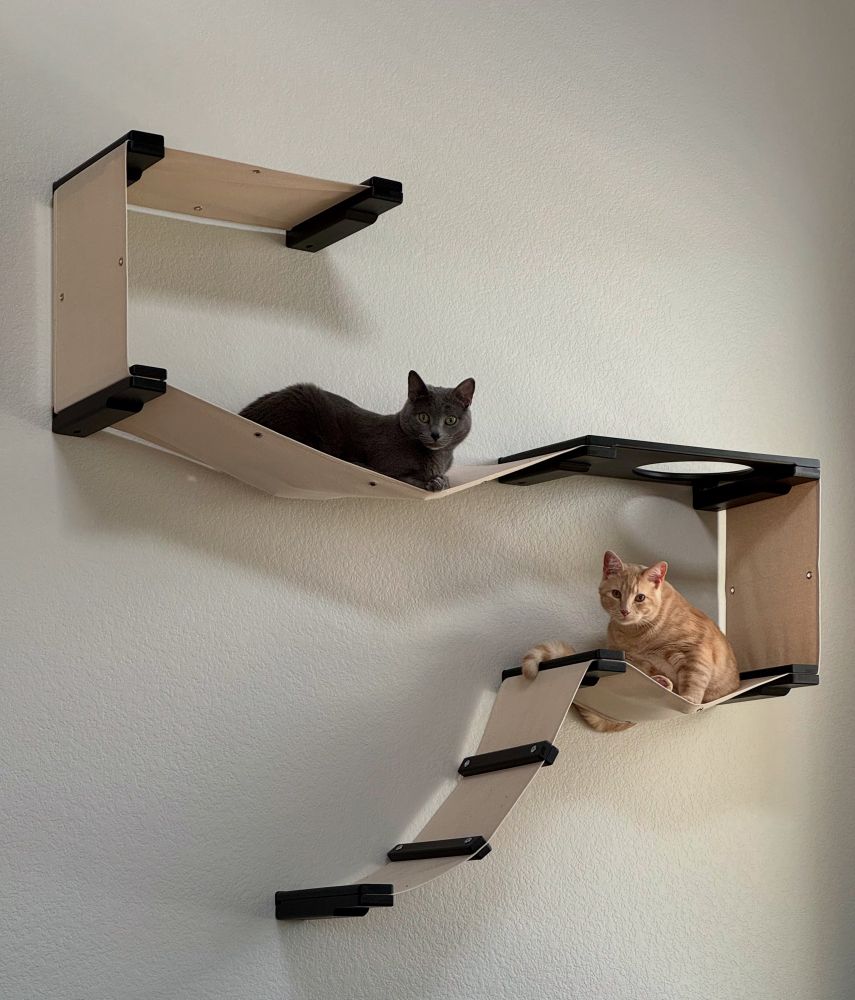 Orange cat and grey cat on wall mounted cat area.