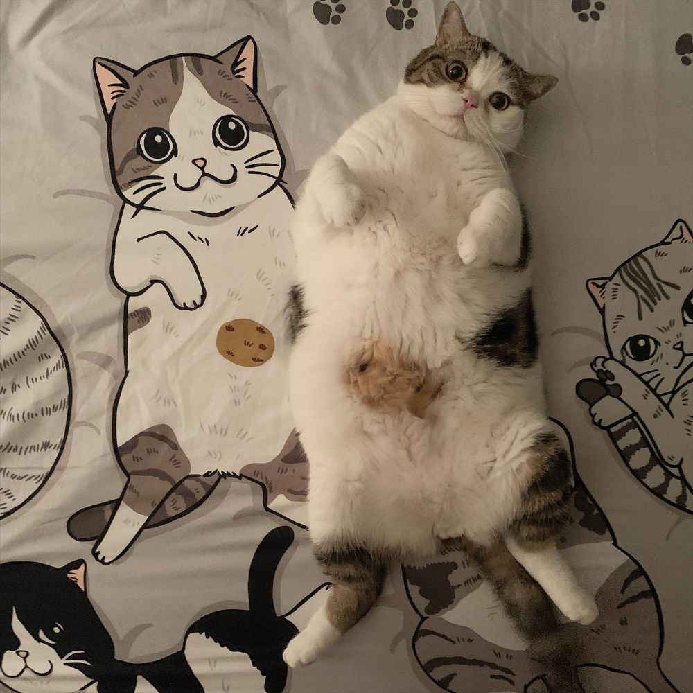 cat