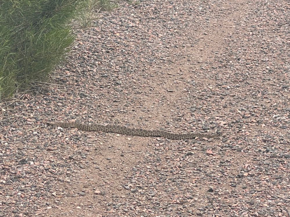 Two foot rattle snake just chillin’