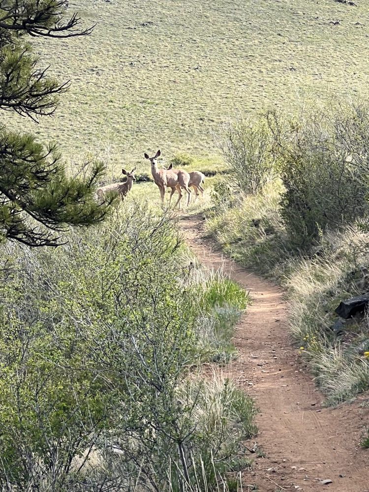 Hello Deer.