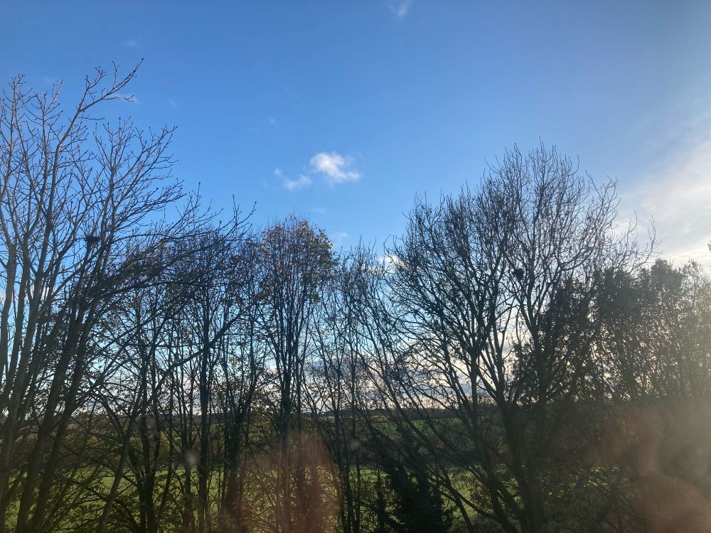 Blue sky, trees (with no leaves) and fields. 