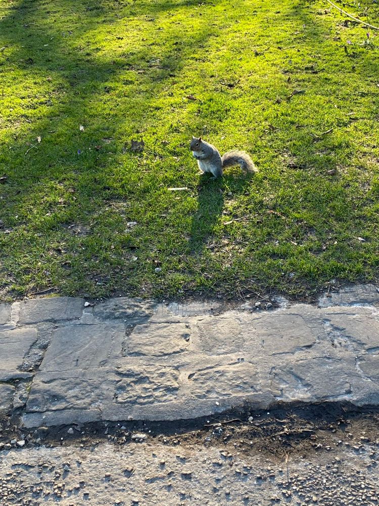 Same squirrel at the same place but “standing up” this time