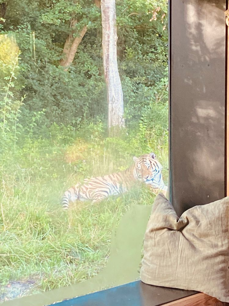 a tiger napping seen through a window with a pillow on the windowsill