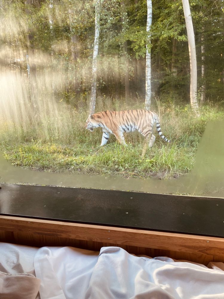 a tiger walking past seen through a window next to a bed