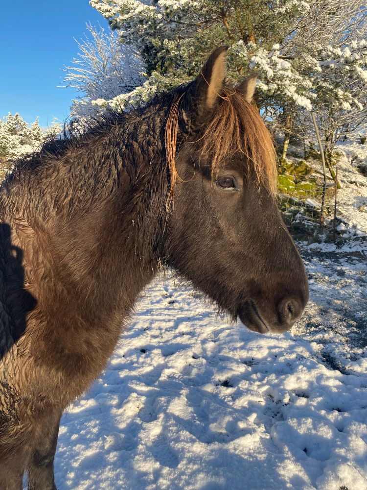 a brown horse in the snow. her brown eyes are so cute she is so sweet