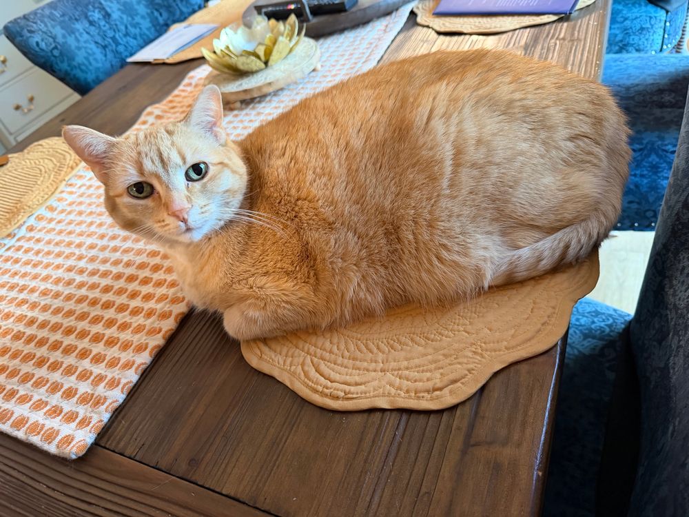 Lucy,our cat, sitting on a placemat 