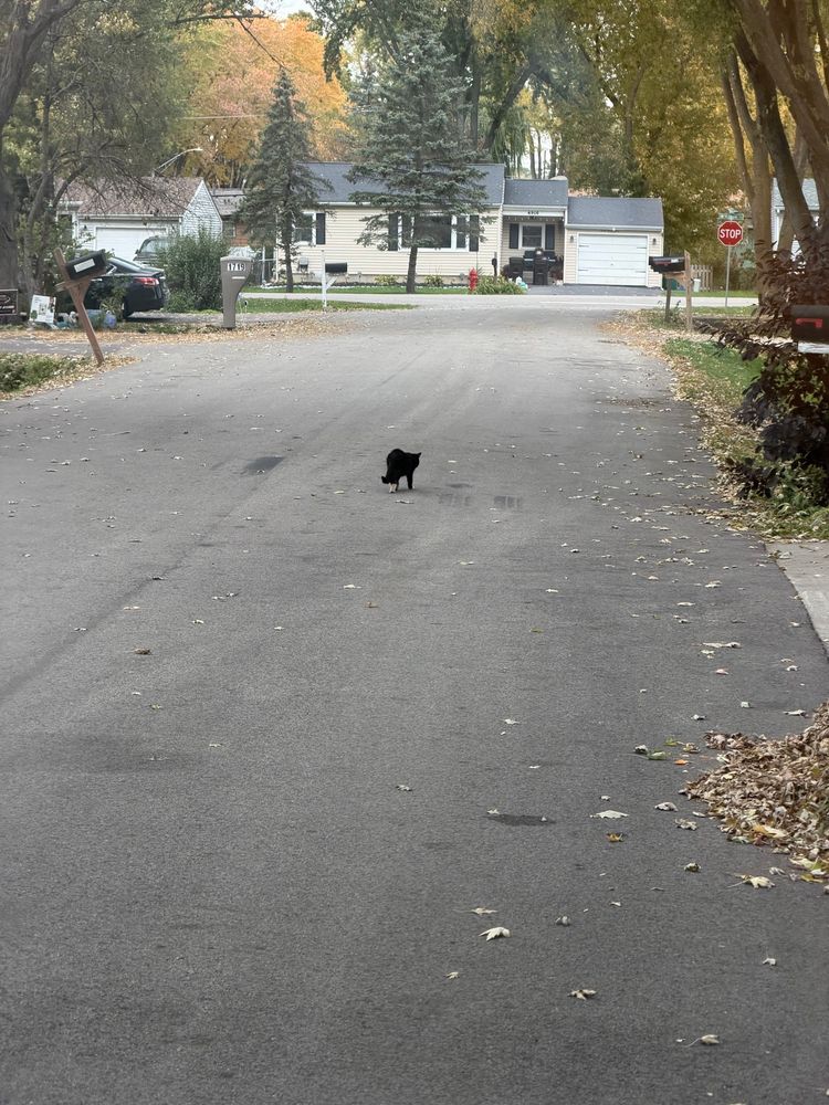 Black cat crossing my path at work 