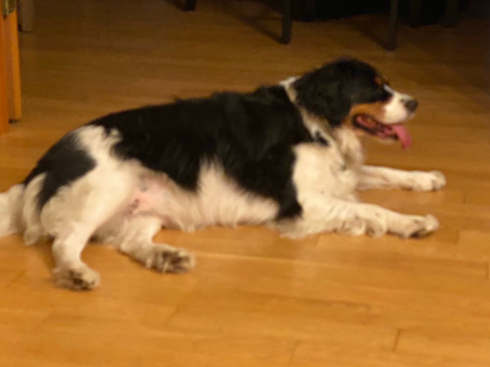 Charlotte with her tongue out after playing 