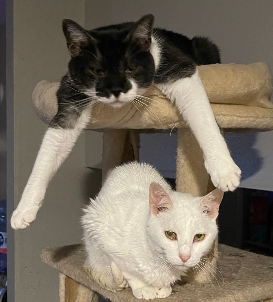 Strider the white cat makes a loaf on the cat tree while above him Corporal Chubb hangs off the top, a black and white cat stretching his front legs in a Superman pose. 