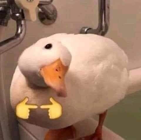 duck standing at the edge of a bathtub with its head tilted and the 👉👈 emojis added to it.