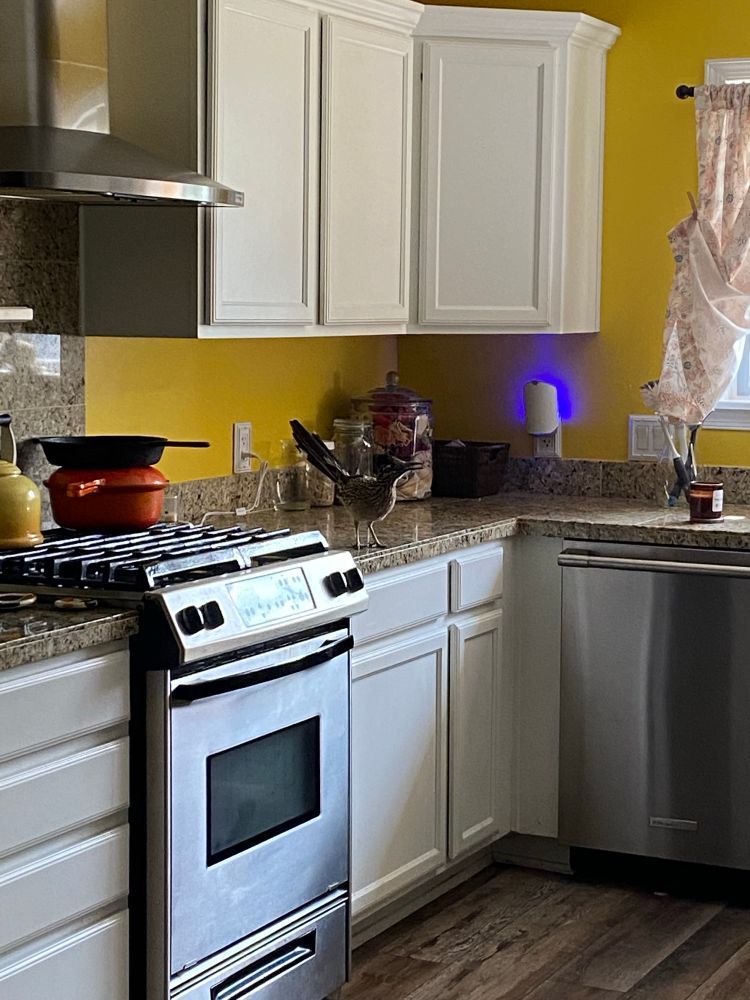 A brown roadrunner stands on a kitchen counter.  He can’t believe he’s there. 
