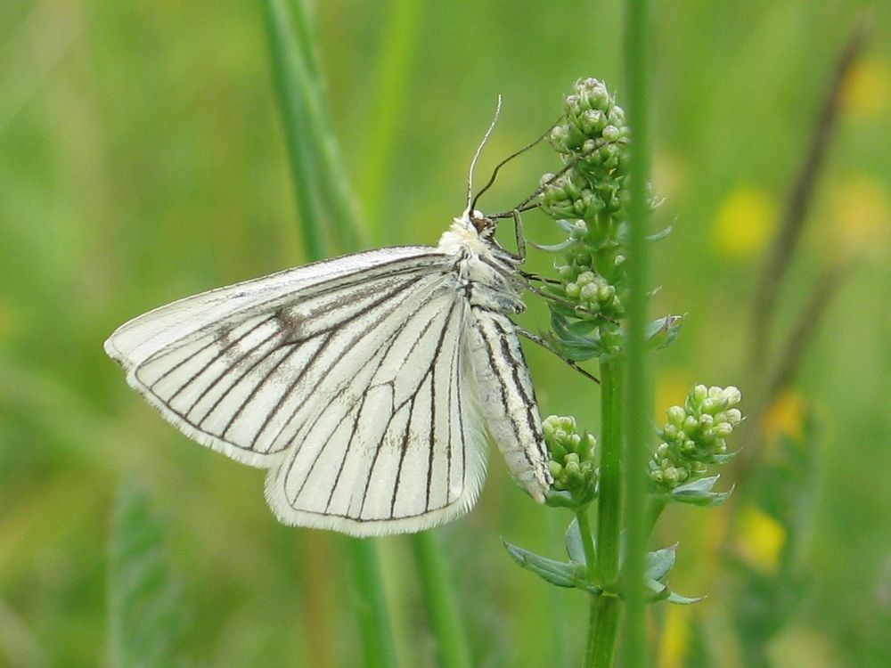 Black-veined Moth by Butterfly Conservation/Mark Parsons. The image shows a creamy white moth with fine black lines across its wings, perched on a plant stem against a grassy green background