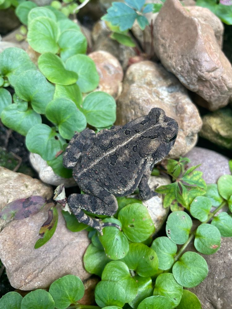 Frog