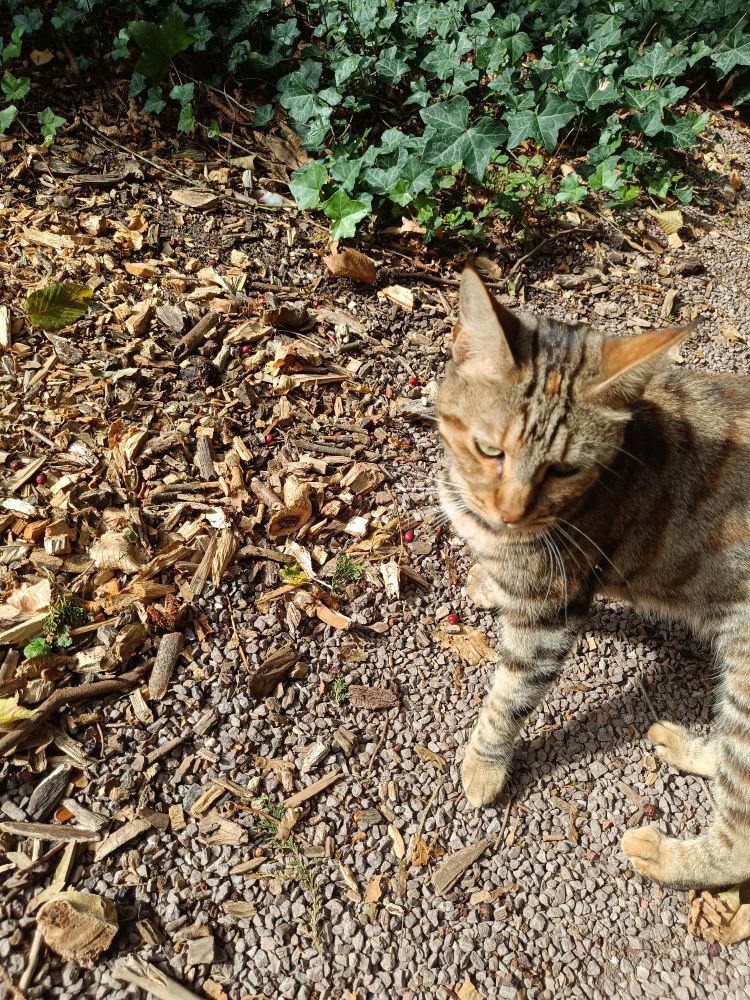 mooie kat