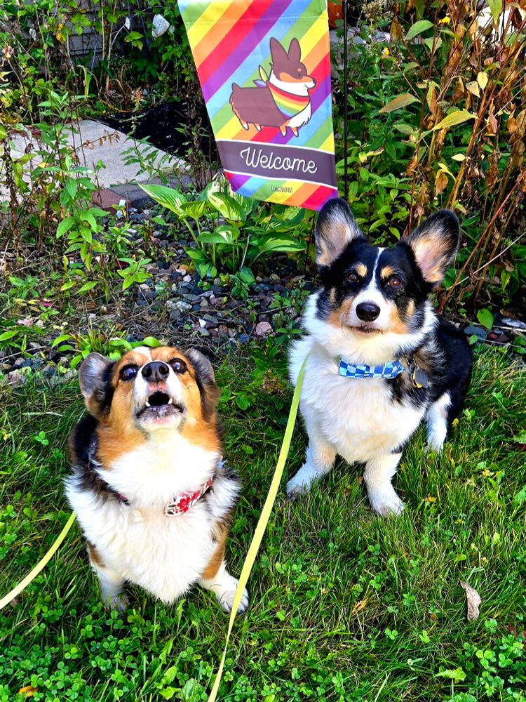 Tricolor Pembroke Welsh #Corgi siblings Freyja Frostypaws and Loki Laughinghund in front of a Corgi things.com "Welcome" garden flag #corgis #corgicrew #corgisky #dogsofbluesky #minnesota #TransgenderDayOfRemembrance #InternationalTransgenderDayOfRemembrance