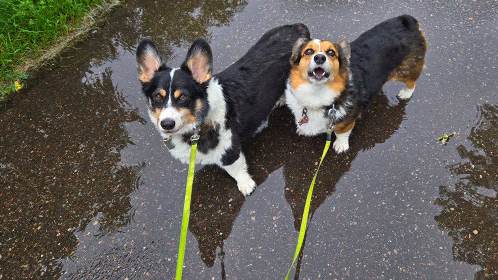 Tricolor Pembroke Welsh #Corgi siblings Loki Laughinghund and Freyja Frostypaws like the rain, but enough already. #corgis #corgicrew #corgisky #dogsofbluesky #dogsky #minnesota #mnwx