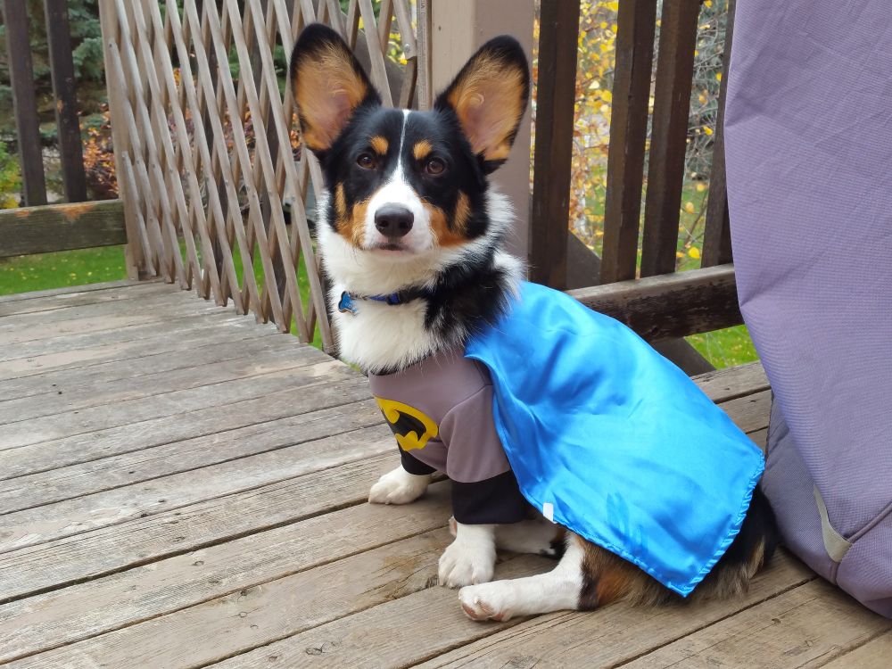 Tricolor Pembroke Welsh #Corgi Loki Laughinghund wearing classic #Batman 66 #Halloween costume, October 2015. #corgis #corgicrew #corgisky #dogsky #dogsofbluesky #petsky #happyhalloween #batcorg #flashbackfriday #minnesota 