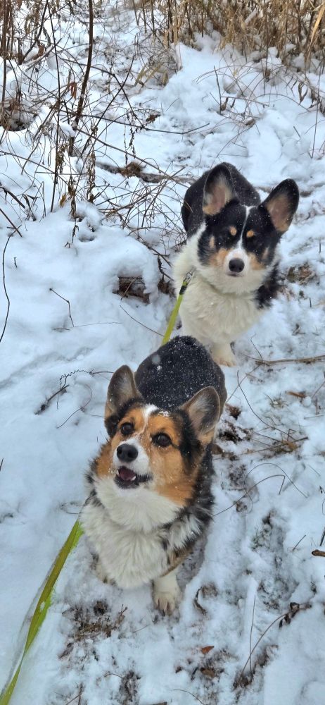 Tricolor Pembroke Welsh #Corgi siblings Freyja Frostypaws and Loki Laughinghund in the snow #corgis #corgicrew #corgisky #dogsky #dogsofbluesky #minnesota #mnwx 