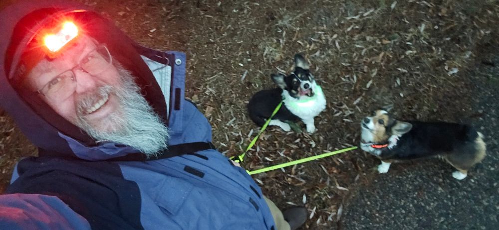TooMuchDew aka The Alpine Houndmaster and tricolor Pembroke Welsh #Corgi siblings Loki Laughinghund and Freyja Frostypaws in the soggy evening rain. #corgis #corgicrew #corgisky #dogsofbluesky #minnesota #mtgdogs #mnwx