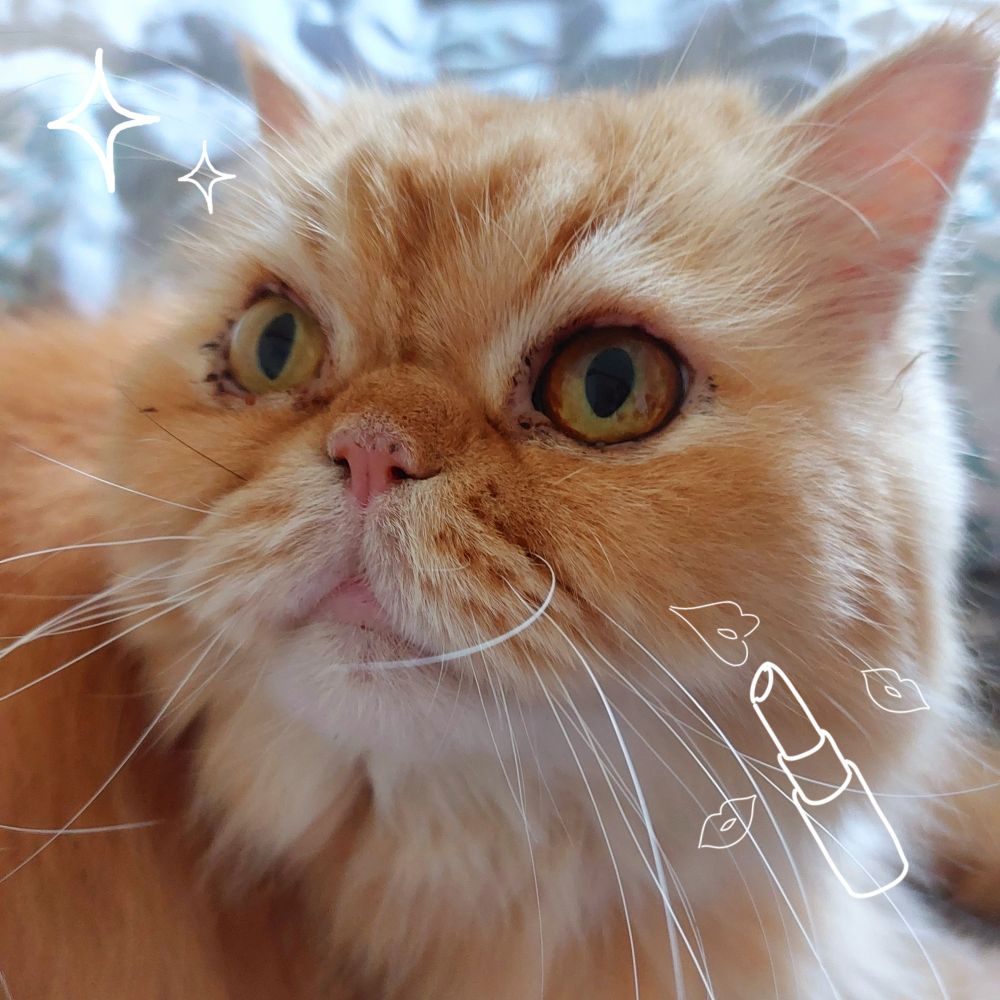 Sweetest cuddliest button nosed orange boy cat.