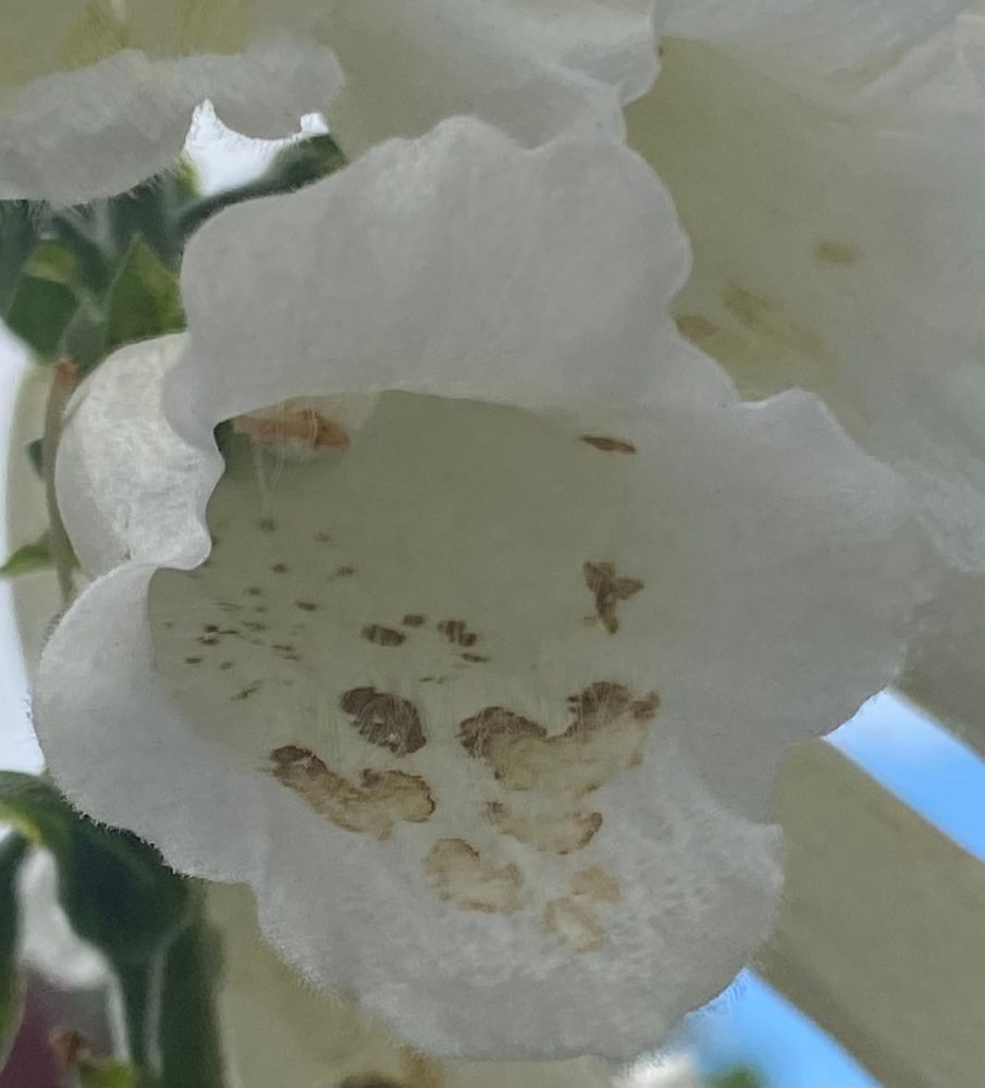 Closeup of a foxglove flower. The white flower is bell shaped with several brown splotches embedded in the flower. 