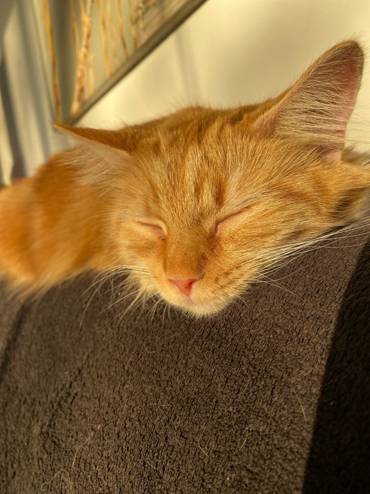 An orange tabby napping in the evening sun. Grey blanket and a white wall as background 