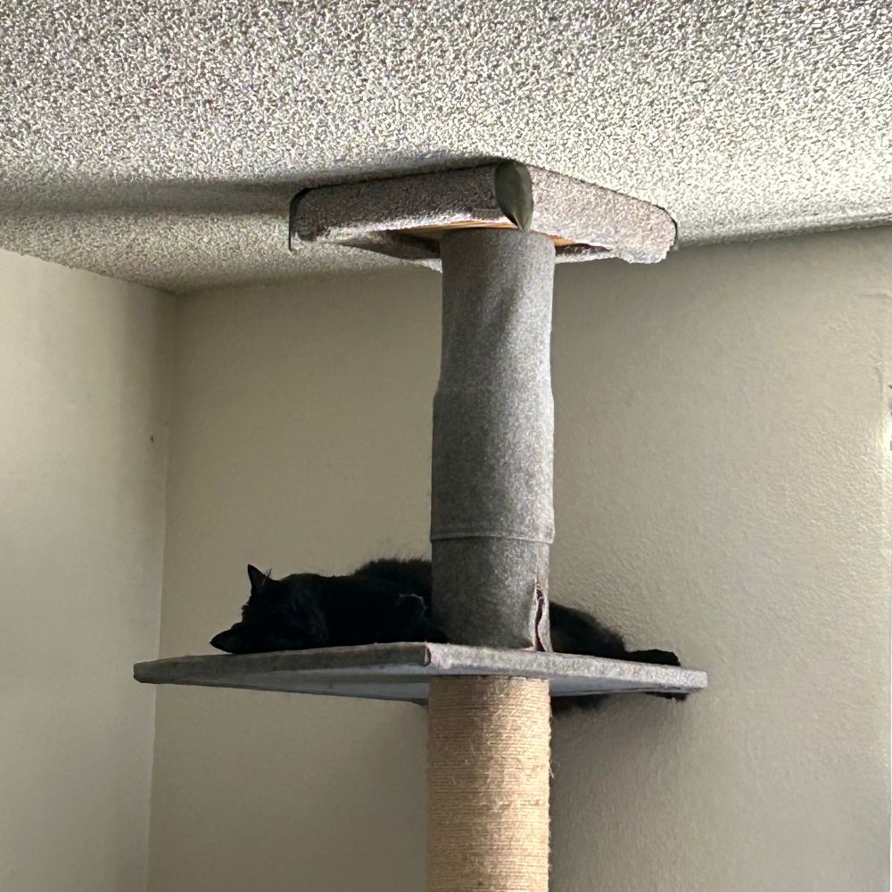 This probably a black cat laying on a cat tree, although it is mostly a black blob with something that might be cat ears at one end.