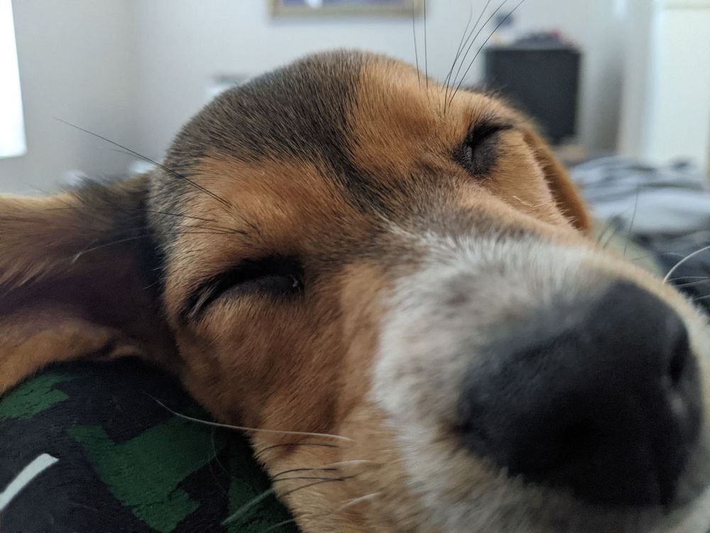 Close up of 2 month old Riley, a beagle, sleeping with her nose close to the camera lens.