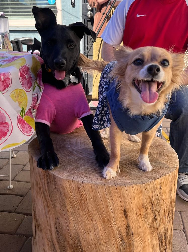 The aforementioned blonde chihuahua in a blue dress next to her cousin, a black Labrador puppy wearing a pink dress. They are both standing on top of a wooden stump and smiling at the camera. 