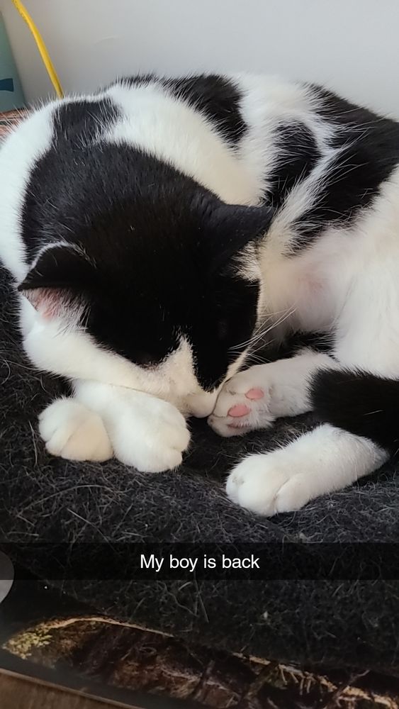 A black and white cat curled up on my desk. One white paw is turned so his little pink toe beans are showing.
The caption on the photo is: "my boy is back"
