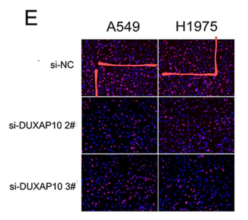 A picture from a publication with a possible image duplication highlighted
