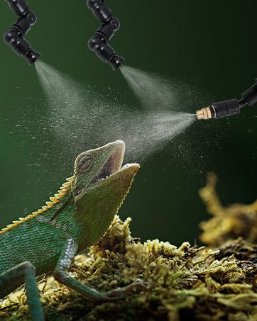 a lizard looking happy as it is sprayed with water