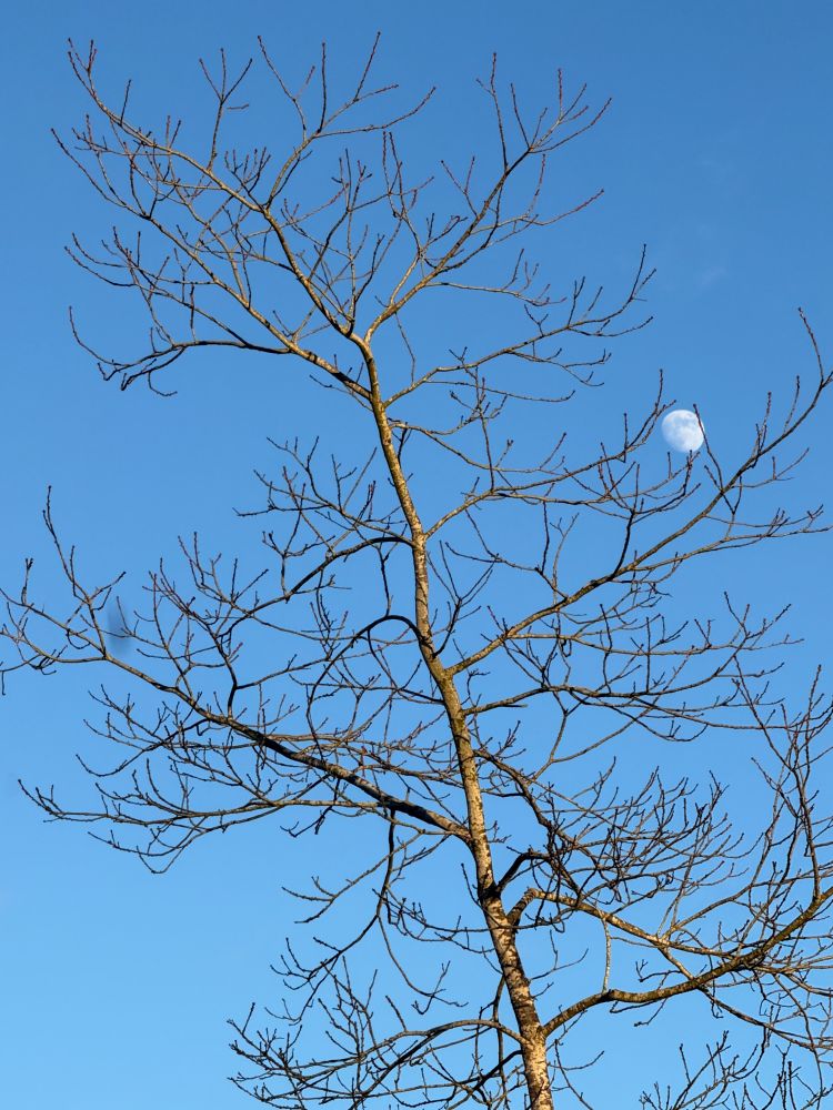 three quarter moon peaking behind a leaf-less tree; blue sky