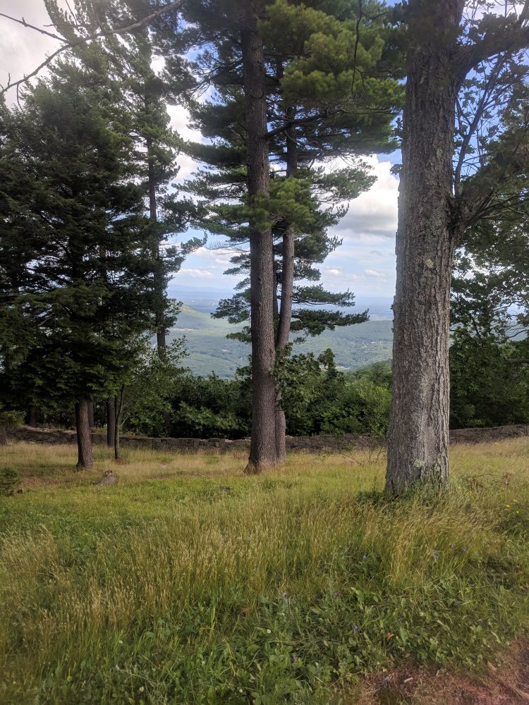 Tall, old pine trees on a downward sloping hill with green hills and valleys in the background.