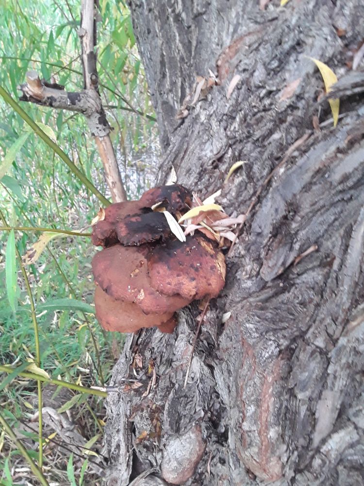 Fungus on Tree Trunk