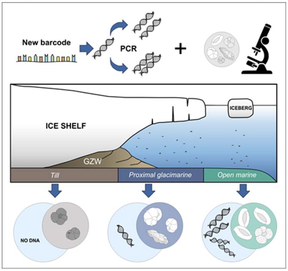 Figure: DNA preserved in marine sediments from tens of thousands of years ago makes it possible to reconstruct rich assemblages of foraminifera – microorganisms living at the foot of the Antarctic ice sheet.