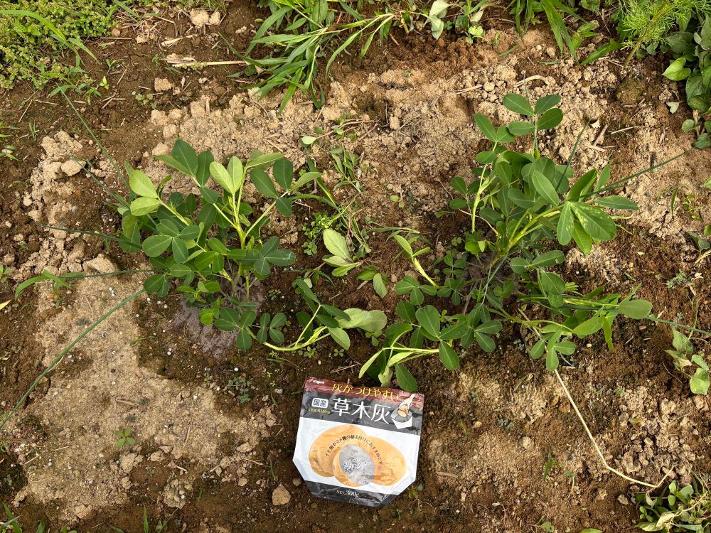 畑の　落花生🥜　に草木灰　追肥