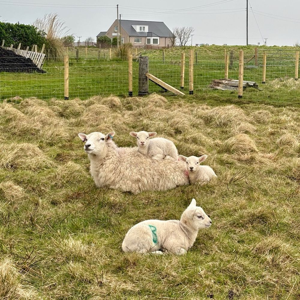 A sheep in a field with her triplets - one sitting on her back, one beside her and one a short distance away